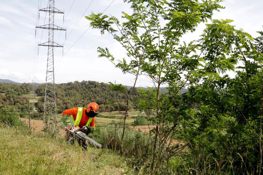 El europarlamento aspira a que un 10% de terreno agrícola sea restaurado como bosque El europarlamento aspira a que un 10% de terreno agrícola sea restaurado como bosque