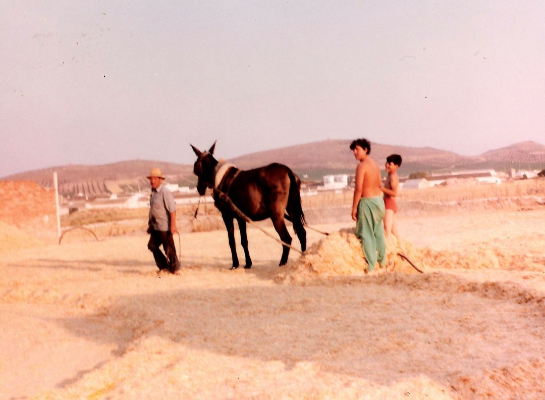 Trilla en Herencia (1980) Trilla en Herencia (1980)