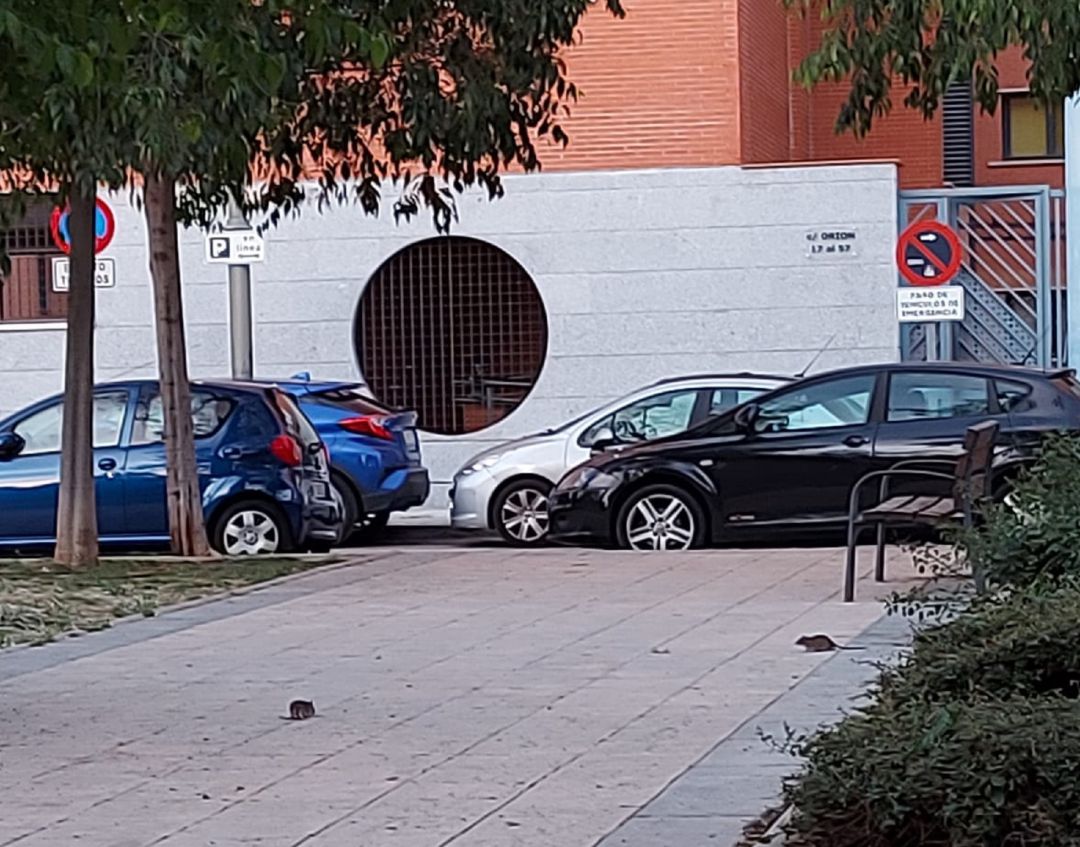 Plaga de ratas en la calle Orión de Móstoles Plaga de ratas en la calle Orión de Móstoles