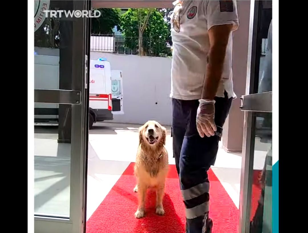 Un perro persigue sin descanso a la ambulancia donde va su dueña para no dejarla solo en el hospital. Un perro persigue sin descanso a la ambulancia donde va su dueña para no dejarla solo en el hospital.