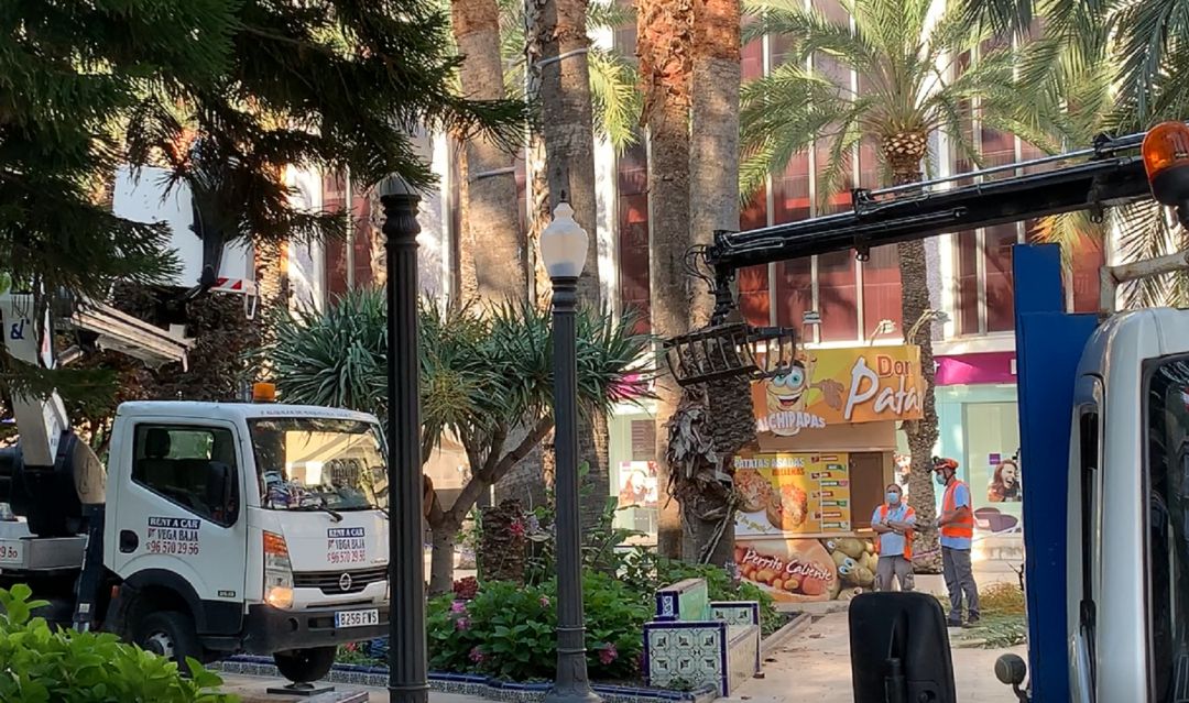 Tala de la palmera infectada de picudo en la Glorieta Tala de la palmera infectada de picudo en la Glorieta