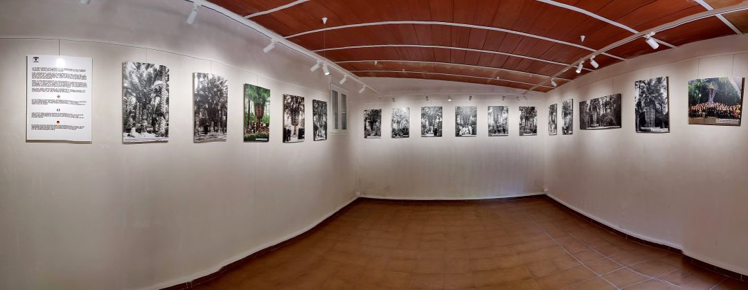 Exposición fotográfica con la evolución de la palmera imperial Exposición fotográfica con la evolución de la palmera imperial
