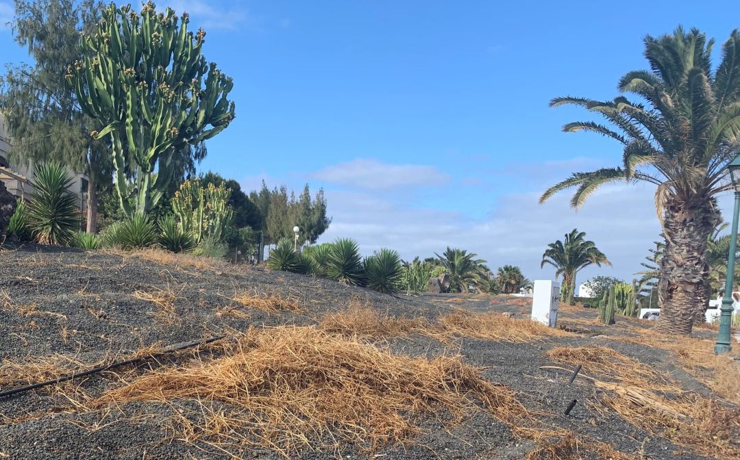 Uno de los jardines de Costa Teguise. Uno de los jardines de Costa Teguise.