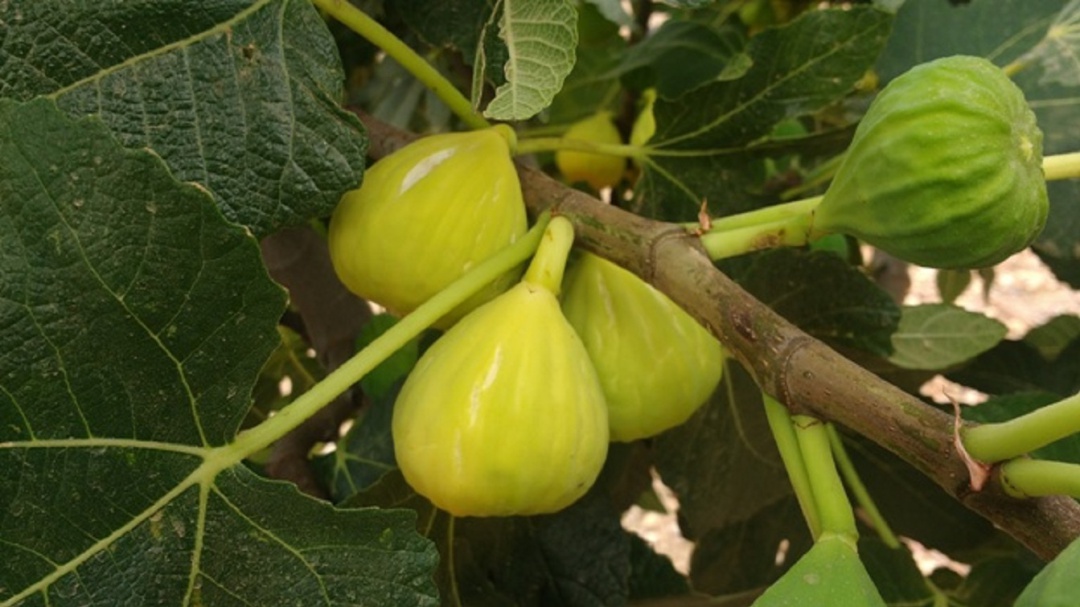 Higuera Higuera