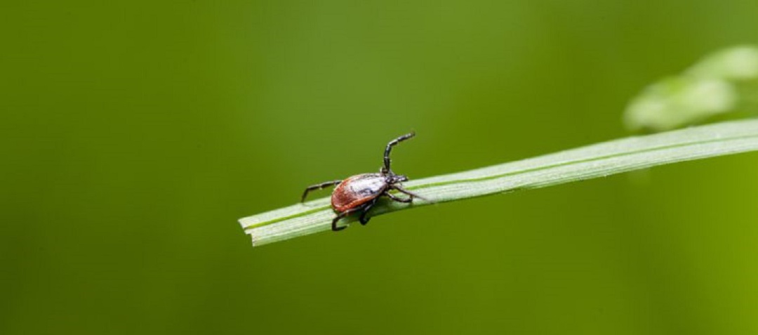 Garrapata Garrapata