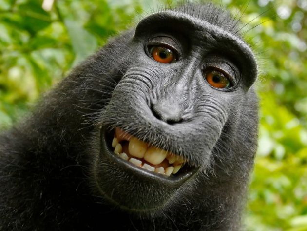 El mono que se hizo un selfie ha protagonizado hastra una batalla legal por derechos de autor. El mono que se hizo un selfie ha protagonizado hastra una batalla legal por derechos de autor.