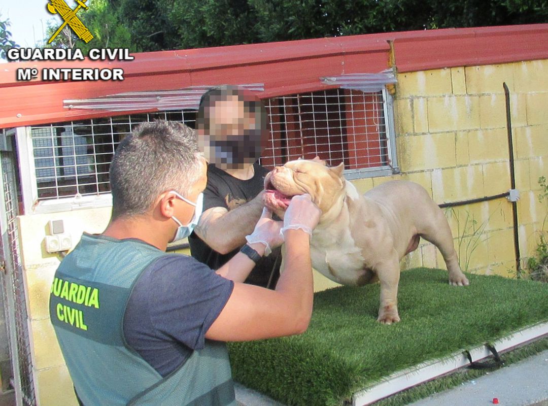 La Guardia Civil recupera en Vigo dos perros valorados en 16.000 euros que habían sido robados en Sanxenxo La Guardia Civil recupera en Vigo dos perros valorados en 16.000 euros que habían sido robados en Sanxenxo