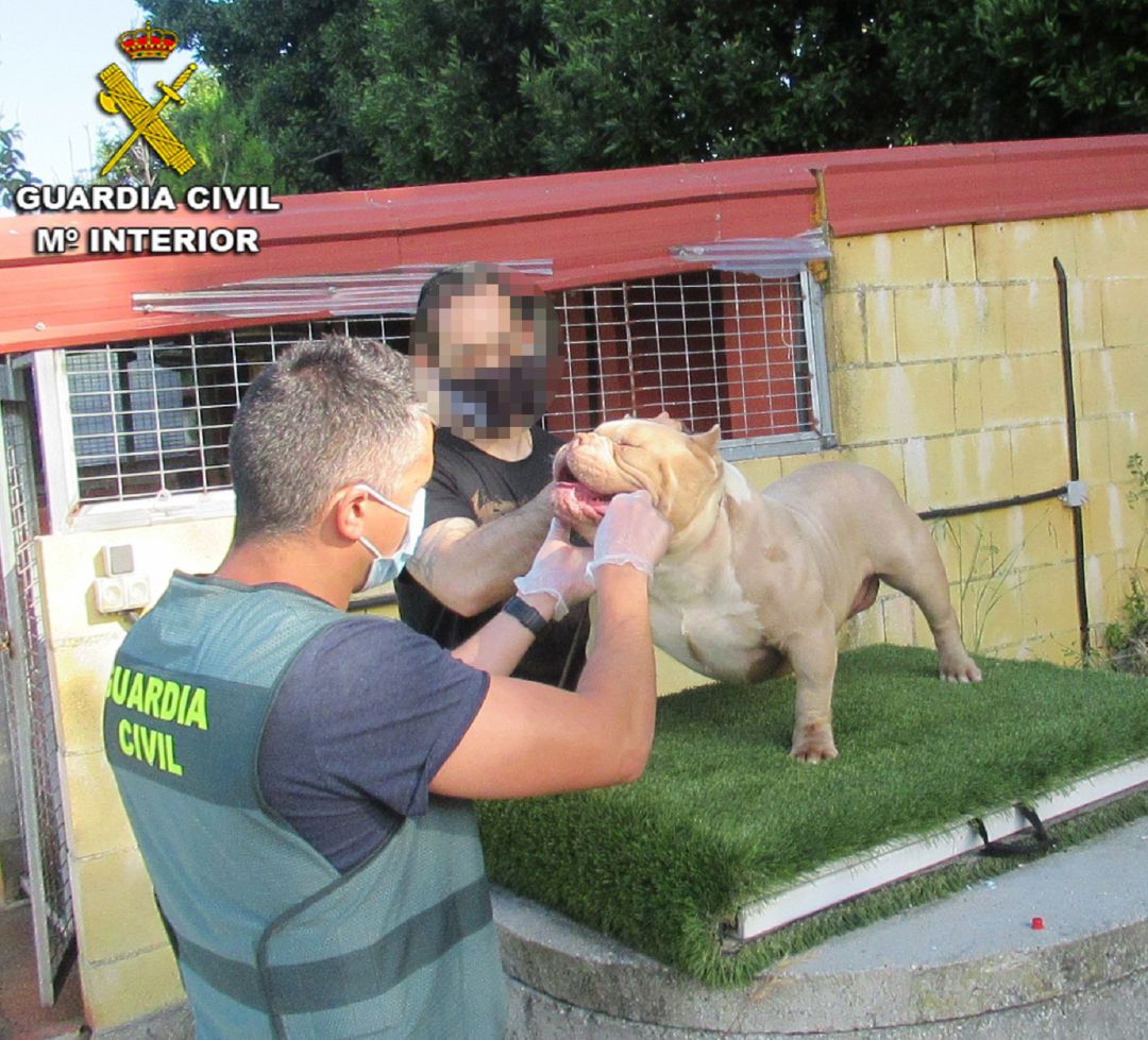 Uno de los perros robados Uno de los perros robados