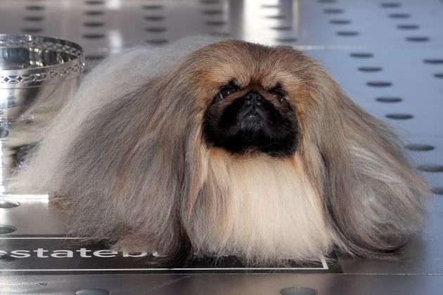 Wasabi, el perro ganador. Wasabi, el perro ganador.