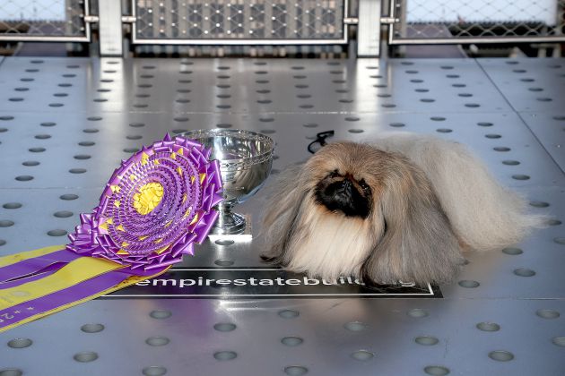 Wasabi ha conseguido el máximo galardón. Wasabi ha conseguido el máximo galardón.