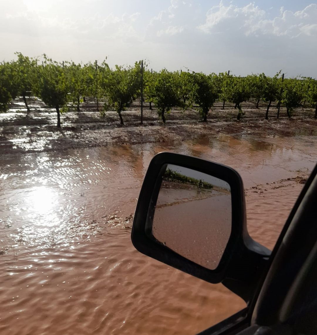 Viñedos anegados por el agua Viñedos anegados por el agua