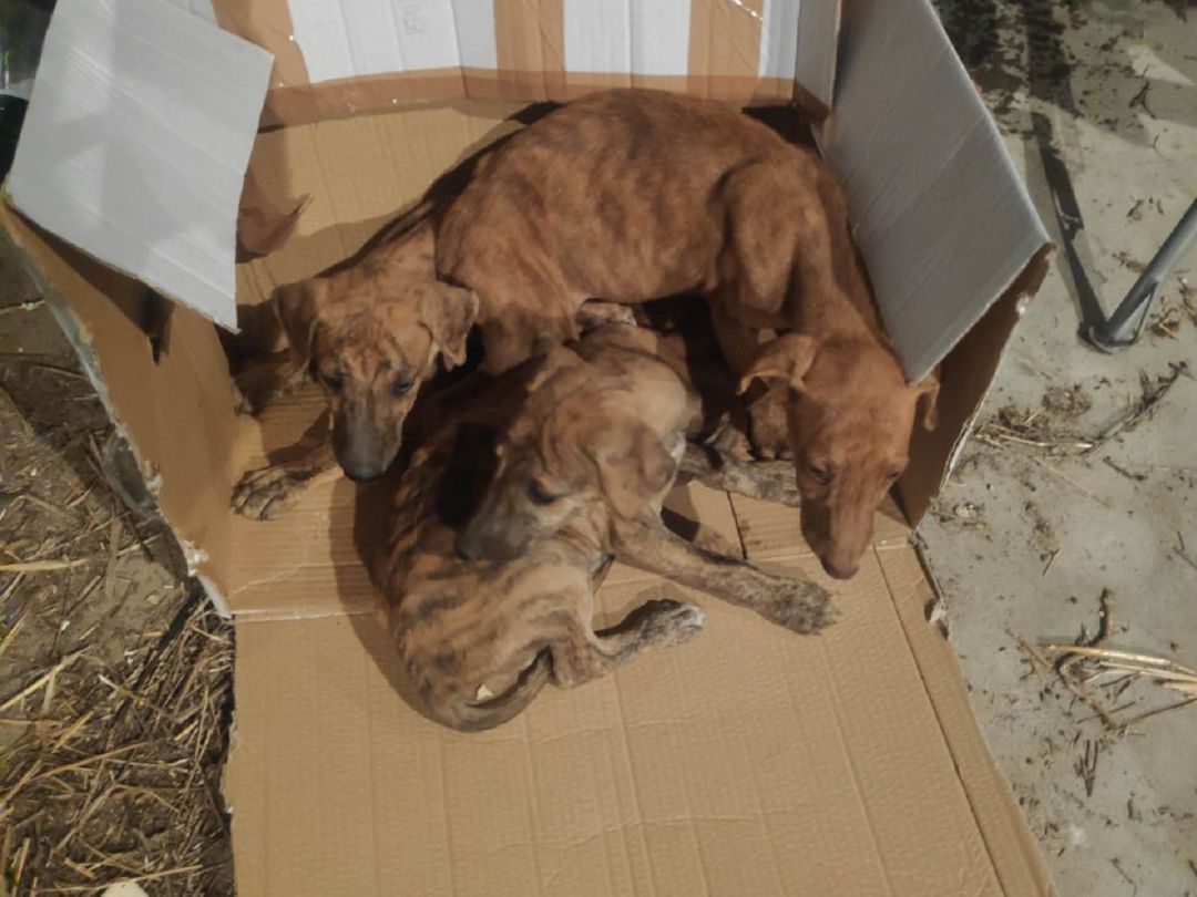 Galgos abandonados que recogió la Policía Local en sus intervenciones del fin de semana Galgos abandonados que recogió la Policía Local en sus intervenciones del fin de semana