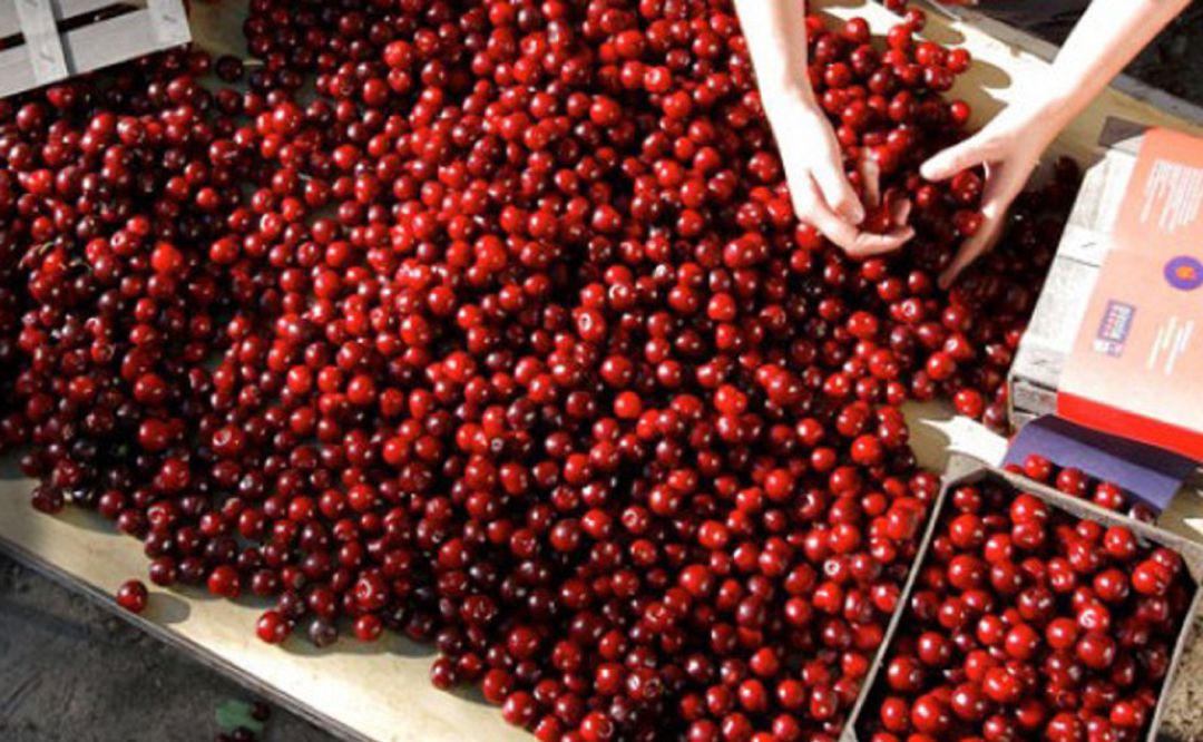 Mesa de selección de cerezas picotas Mesa de selección de cerezas picotas