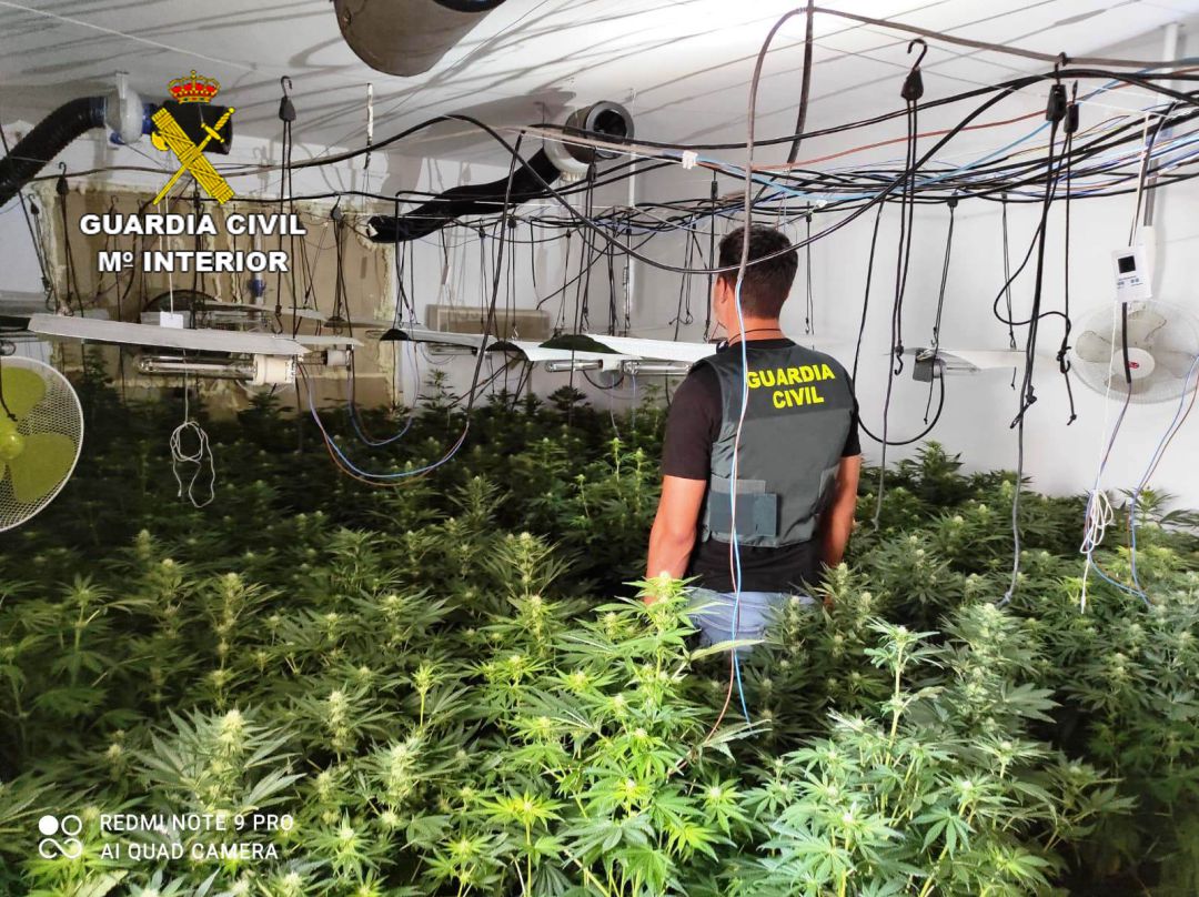Plantación de marihuana Plantación de marihuana