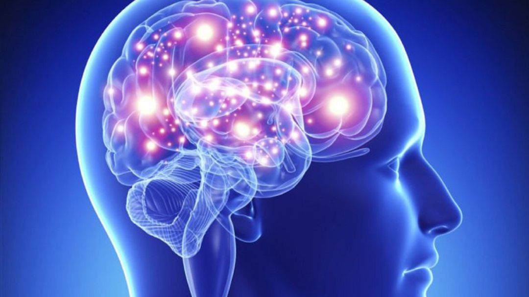 Representación de cerebro humano. Representación de cerebro humano.