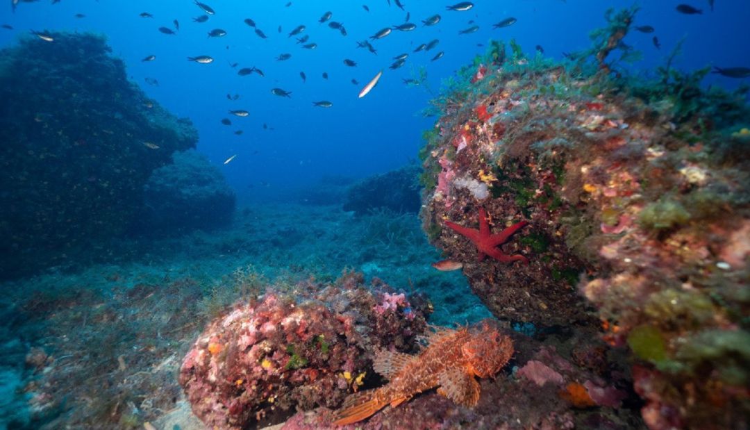 Imagen del fondo marino en la reserva de Es Freus Imagen del fondo marino en la reserva de Es Freus