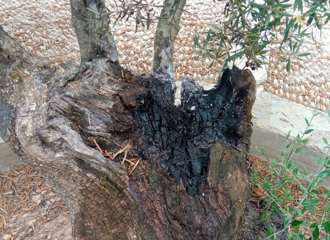 Así ha quedado uno de los dos olivos centenarios contra los que han atentado esta madrugada en la localidad de Carboneros Así ha quedado uno de los dos olivos centenarios contra los que han atentado esta madrugada en la localidad de Carboneros