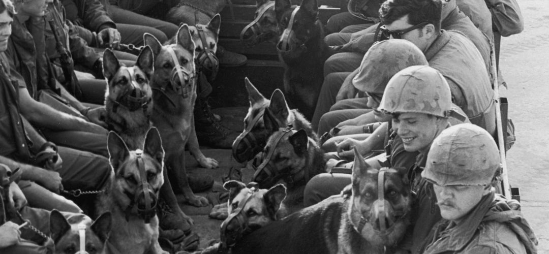 Los perros han sido utilizados en multitud de conflictos bélicos Los perros han sido utilizados en multitud de conflictos bélicos