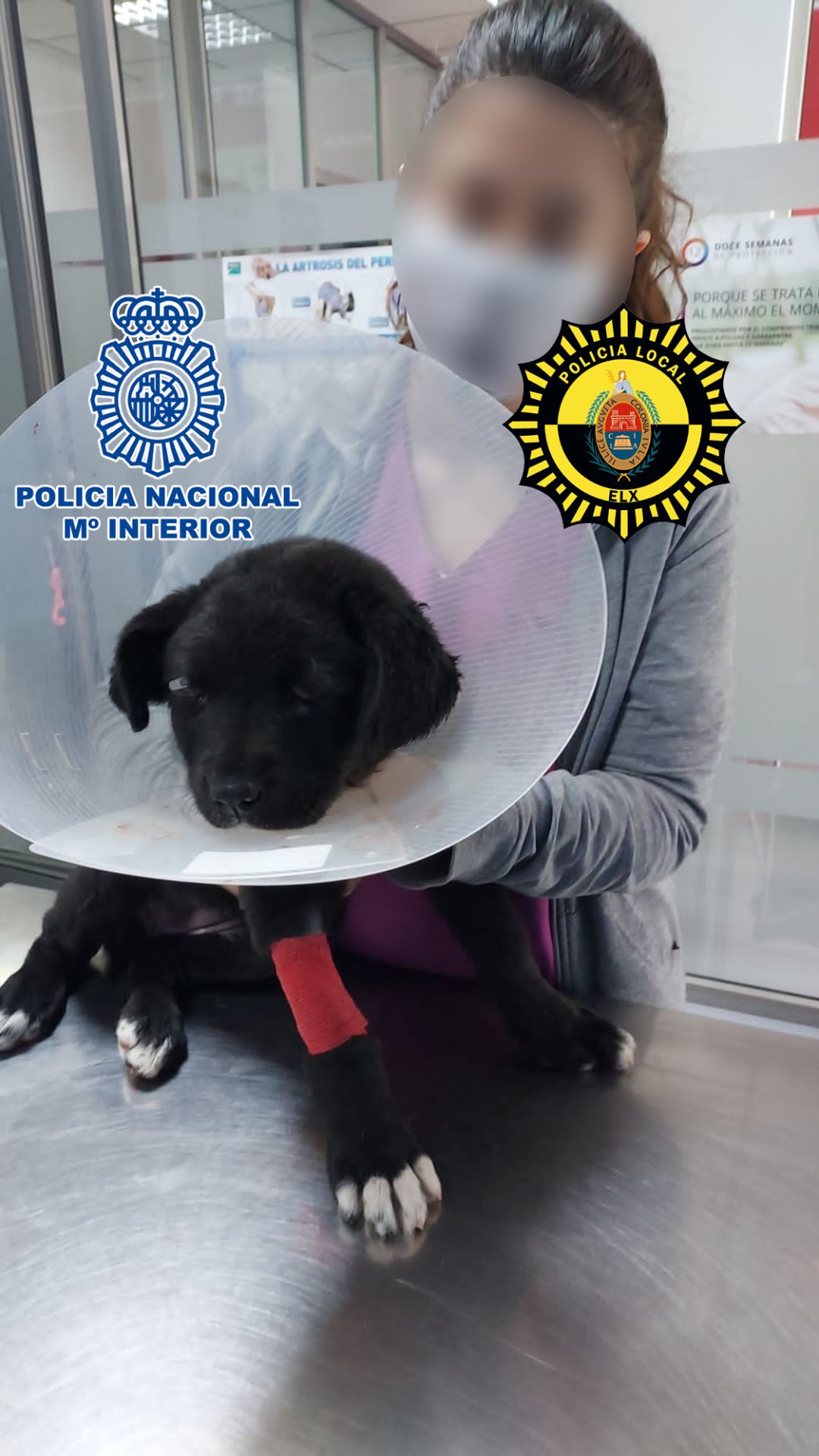 Perra maltratada Perra maltratada