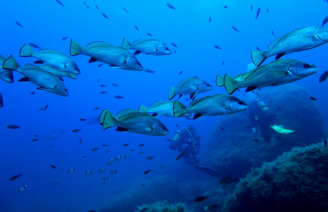 La Reserva Marina de Tagomago presenta un buen estado de conservación inicial La Reserva Marina de Tagomago presenta un buen estado de conservación inicial