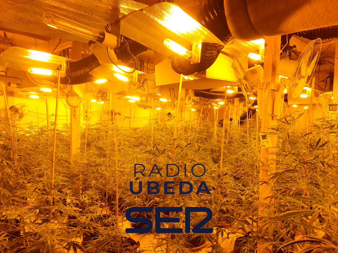 La Policía Nacional incauta más de 700 plantas de marihuana en 4 naves industriales de Úbeda La Policía Nacional incauta más de 700 plantas de marihuana en 4 naves industriales de Úbeda