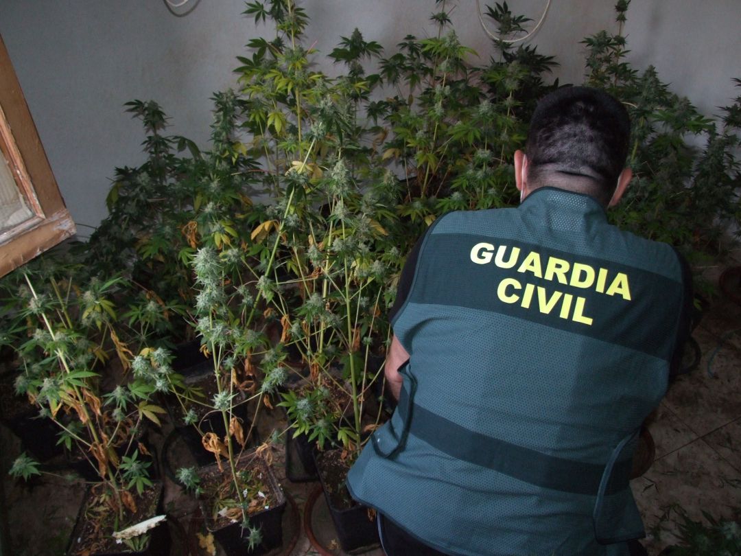 Plantación de marihuana incautada en Alcaudete Plantación de marihuana incautada en Alcaudete