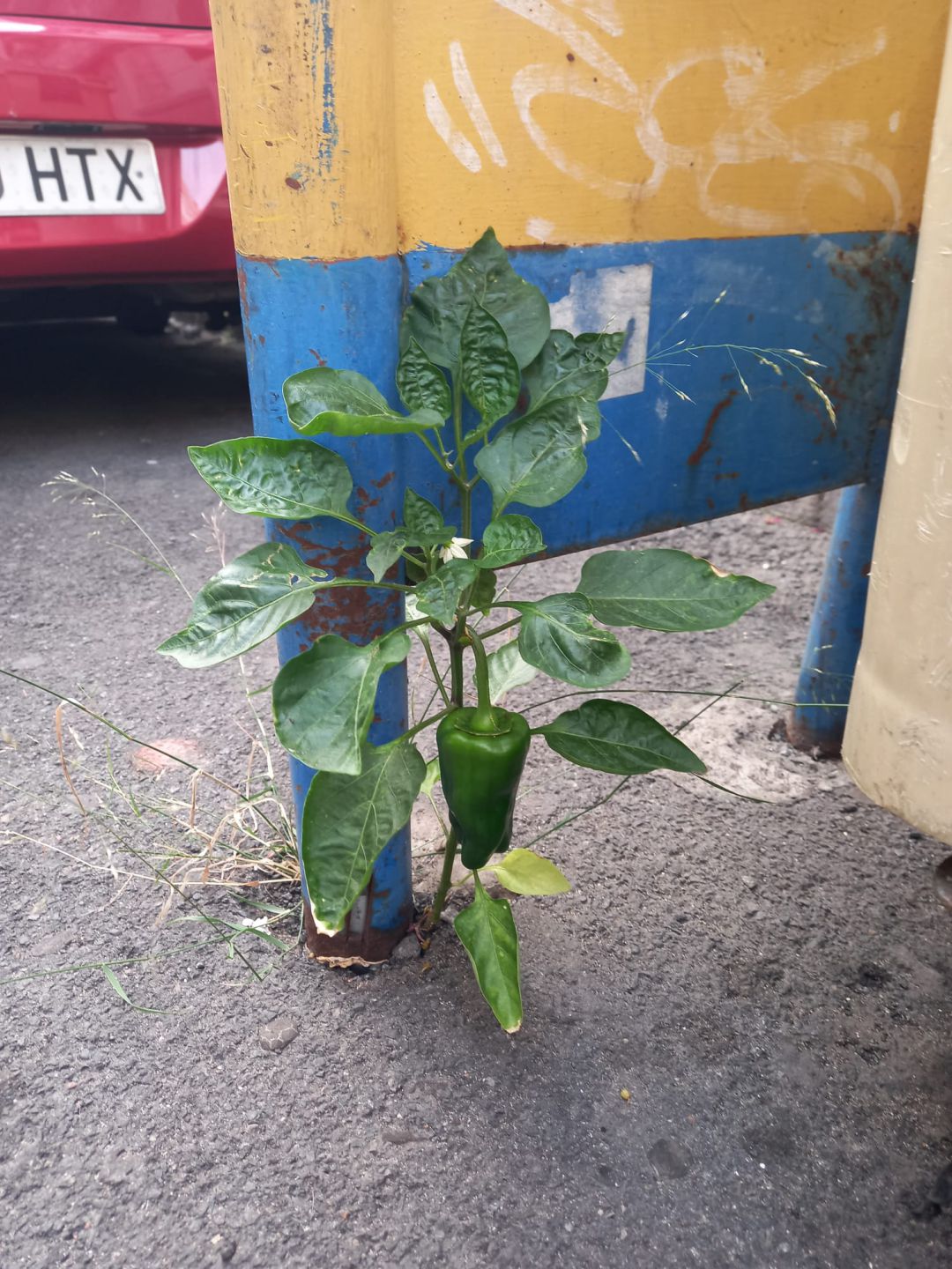 Un pimiento se abre paso en el asfalto Un pimiento se abre paso en el asfalto