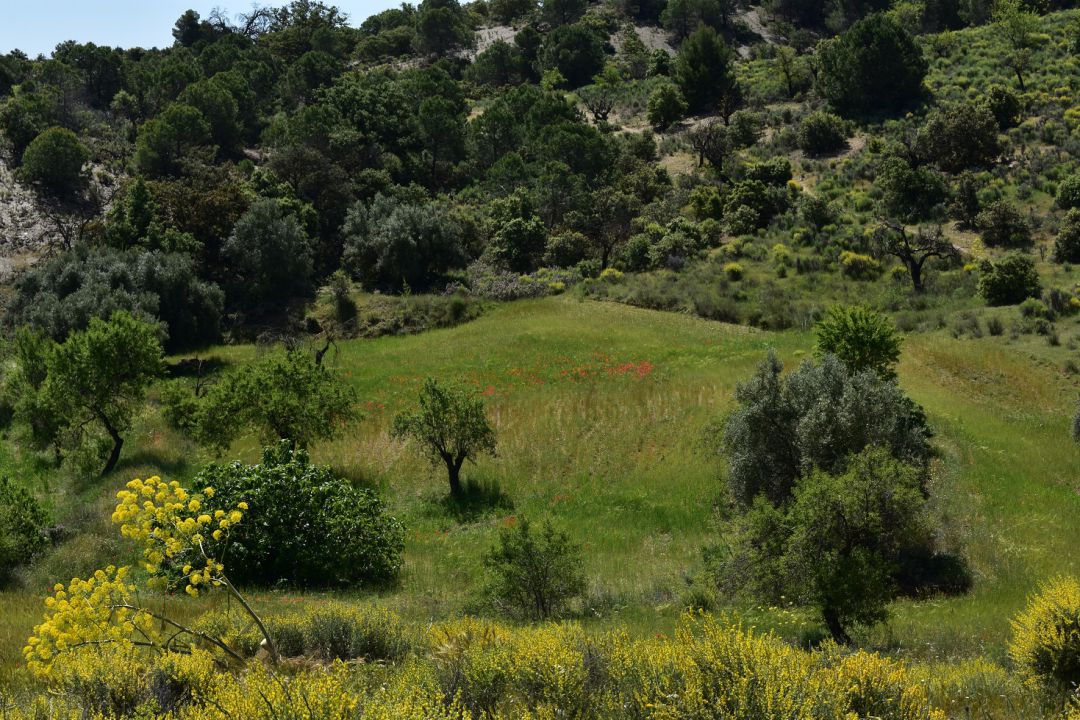 Cabezo de la Jara, el bosque perfecto y puerta hacia Andalucía. Cabezo de la Jara, el bosque perfecto y puerta hacia Andalucía.