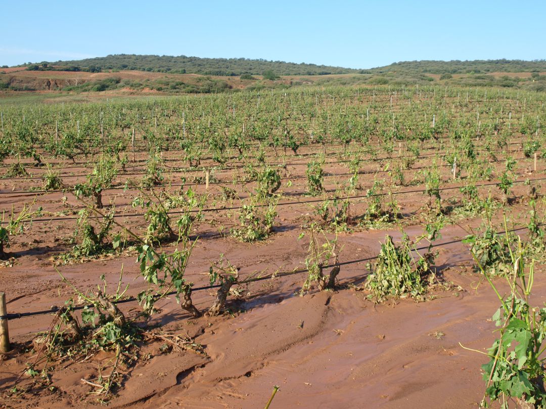 Viñedo de La Grajera afectado por las tormentas de esta semana. Viñedo de La Grajera afectado por las tormentas de esta semana.