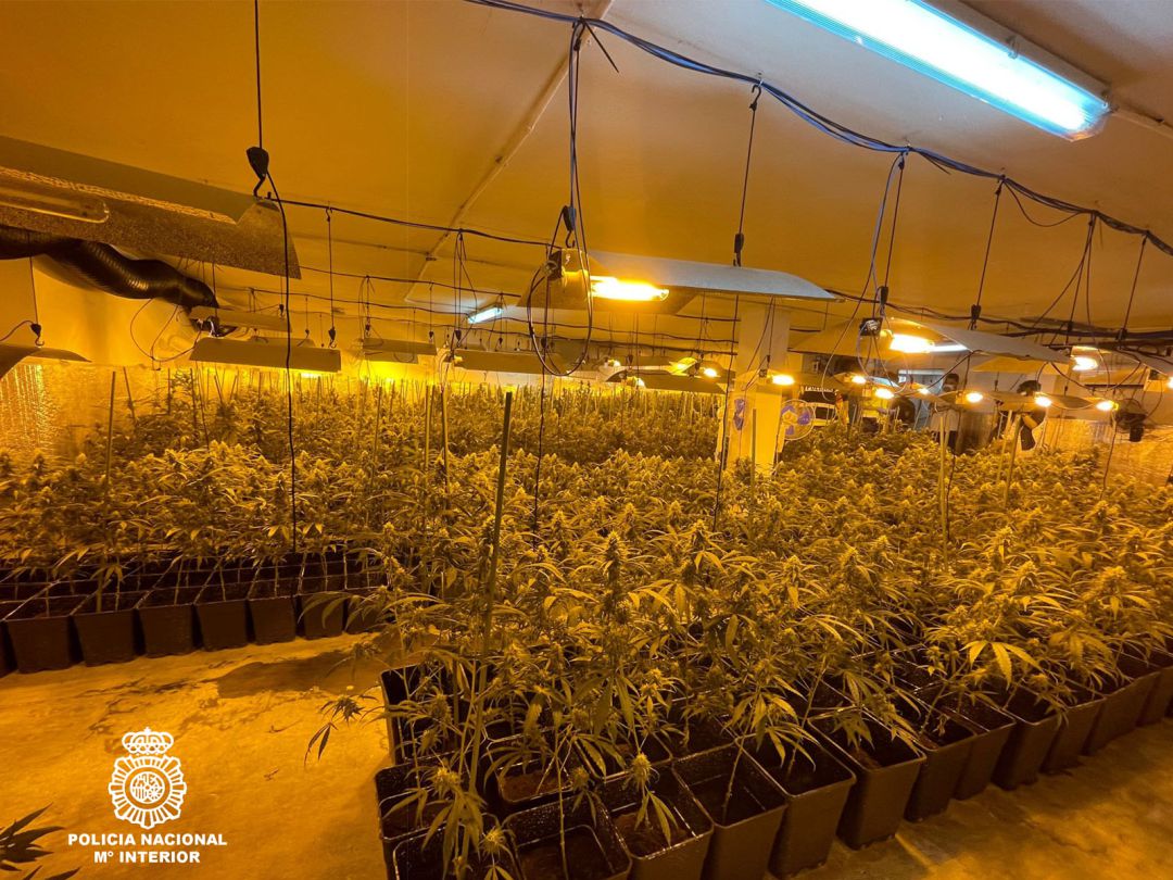 Plantas de marihuna aprehendidas en Zamora Plantas de marihuna aprehendidas en Zamora