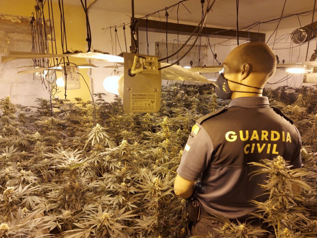 Operación contra la marihuana en la provincia de Málaga Operación contra la marihuana en la provincia de Málaga