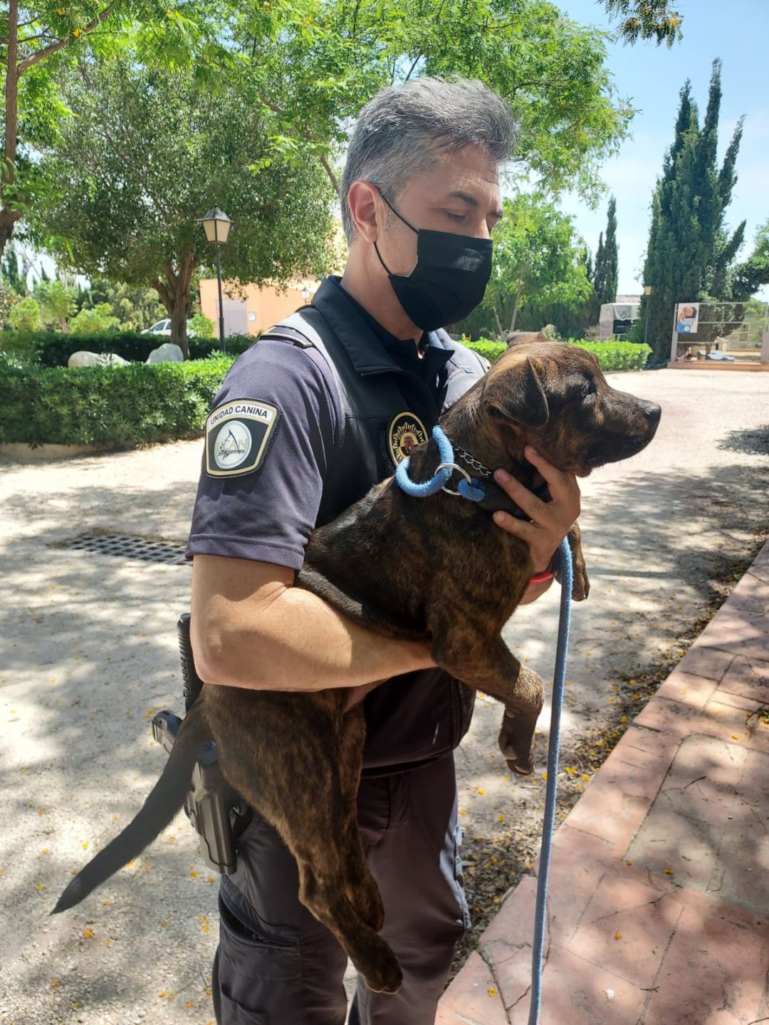 El perro rescatado por los agentes de la Policía Local de Alicante El perro rescatado por los agentes de la Policía Local de Alicante