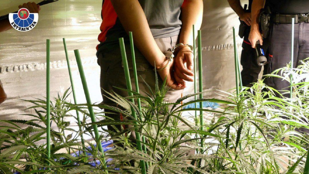 La Ertzaintza ha desmantelado en un pabellón de la localidad vizcaína de Lemoa una plantación con 1.350 plantas de marihuana en distintas fases de crecimiento. La Ertzaintza ha desmantelado en un pabellón de la localidad vizcaína de Lemoa una plantación con 1.350 plantas de marihuana en distintas fases de crecimiento.