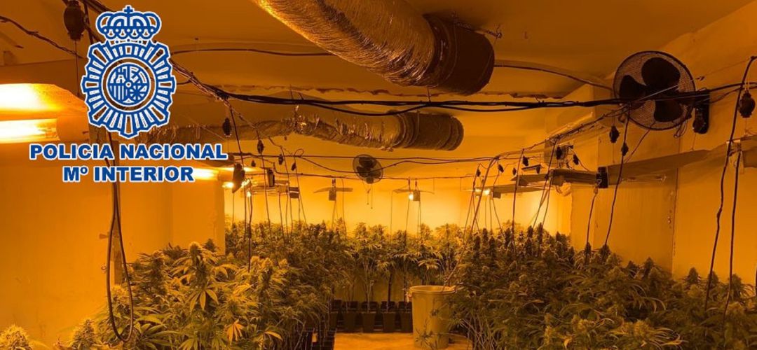 Plantación de marihuana encontrada por la Policía Nacional. Plantación de marihuana encontrada por la Policía Nacional.