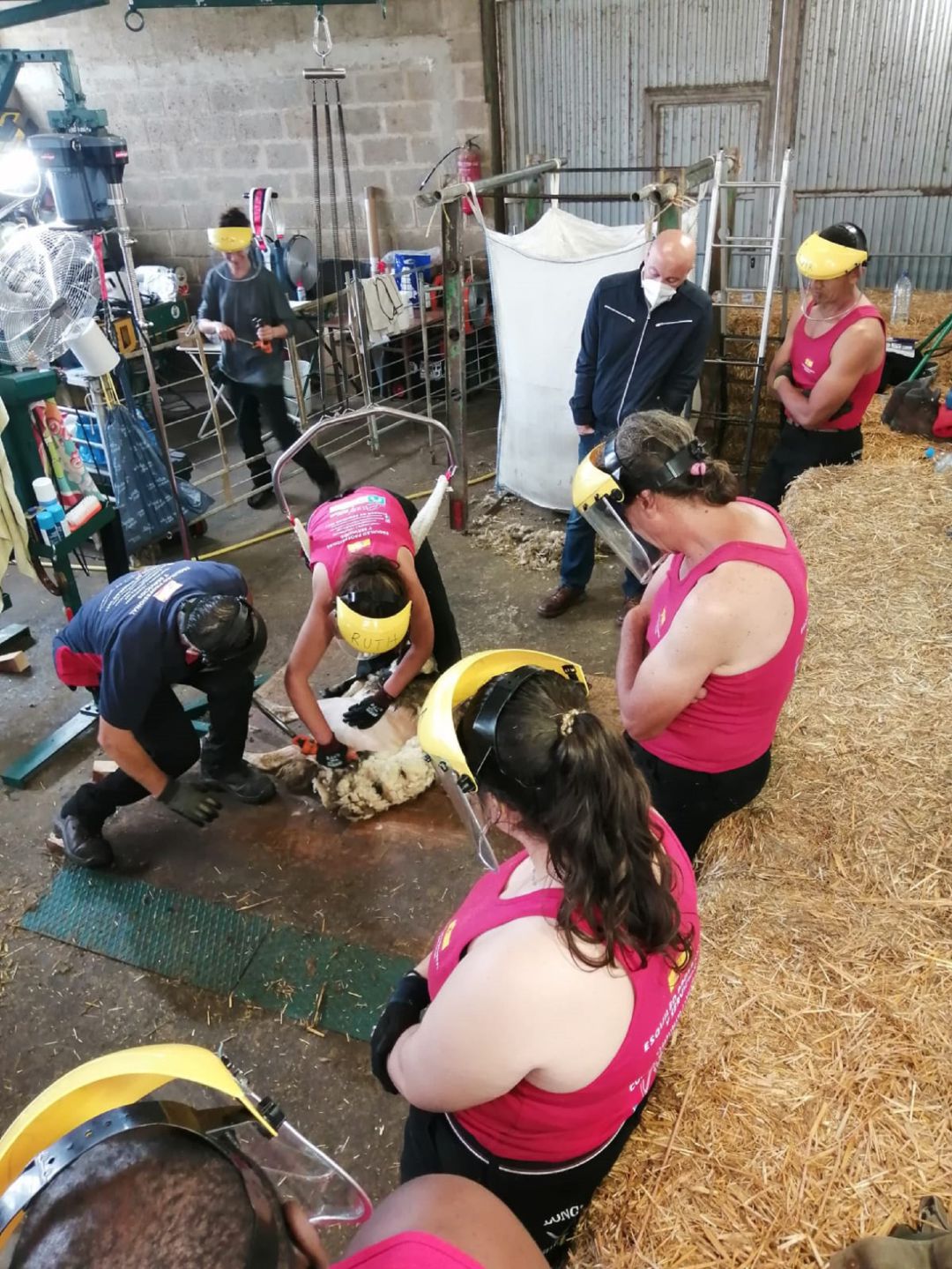 Aprendiendo a esquilar en la provincia de Palencia Aprendiendo a esquilar en la provincia de Palencia