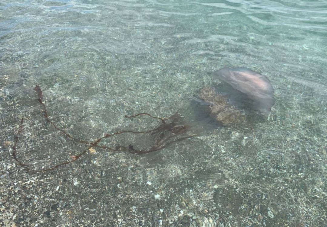Un ejemplar de medusa en aguas de Manilva (Málaga) (Archivo) Un ejemplar de medusa en aguas de Manilva (Málaga) (Archivo)
