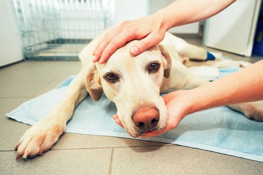 Denuncian intoxicaciones de perros en Palencia por la utilización de químicos para eliminar las malas hierbas Denuncian intoxicaciones de perros en Palencia por la utilización de químicos para eliminar las malas hierbas