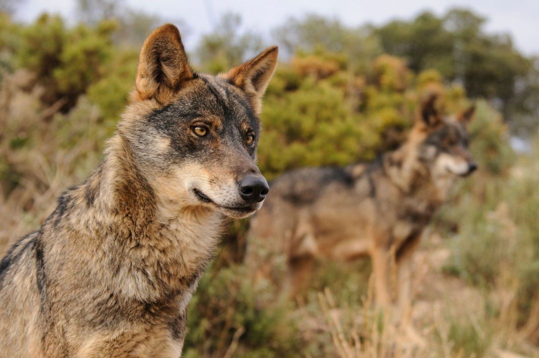 Ejemplares de Lobo Ibérico Ejemplares de Lobo Ibérico