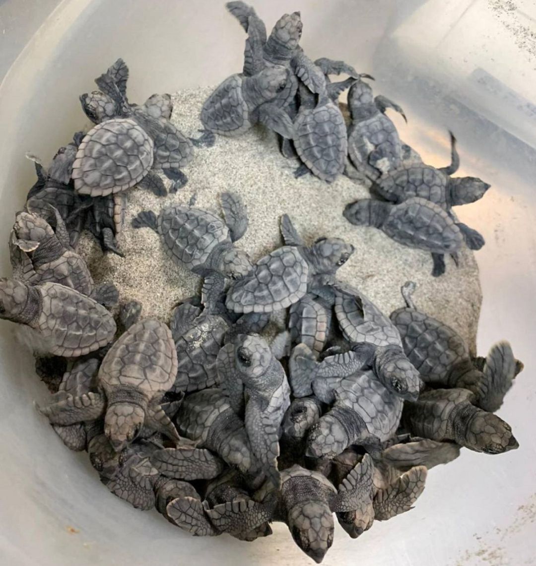 Águilas se suma a la campaña "Territorio Tortuga 2021". Águilas se suma a la campaña "Territorio Tortuga 2021".