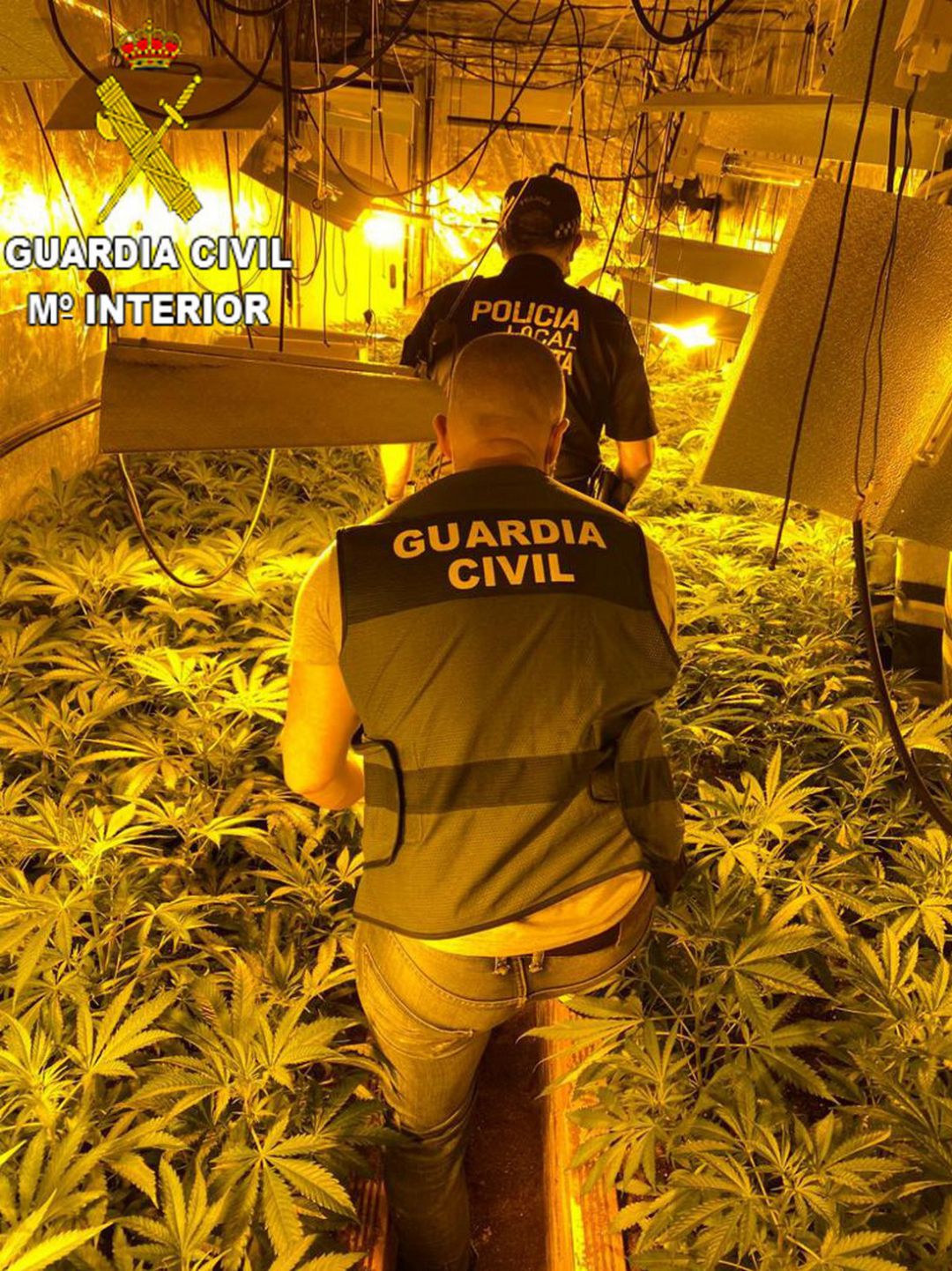 Plantación de marihuana Plantación de marihuana