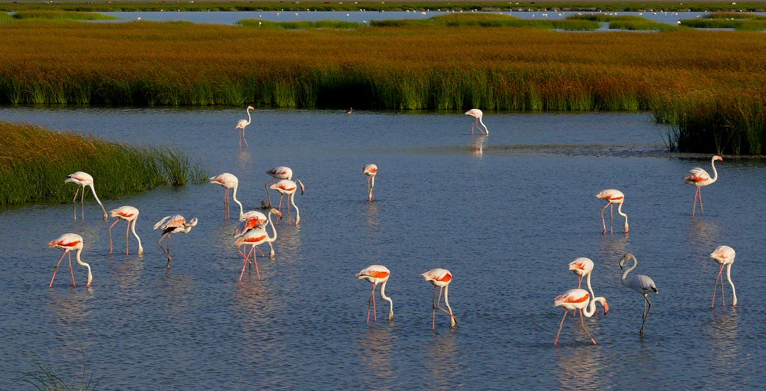 Flamencos en Doñana. Flamencos en Doñana.