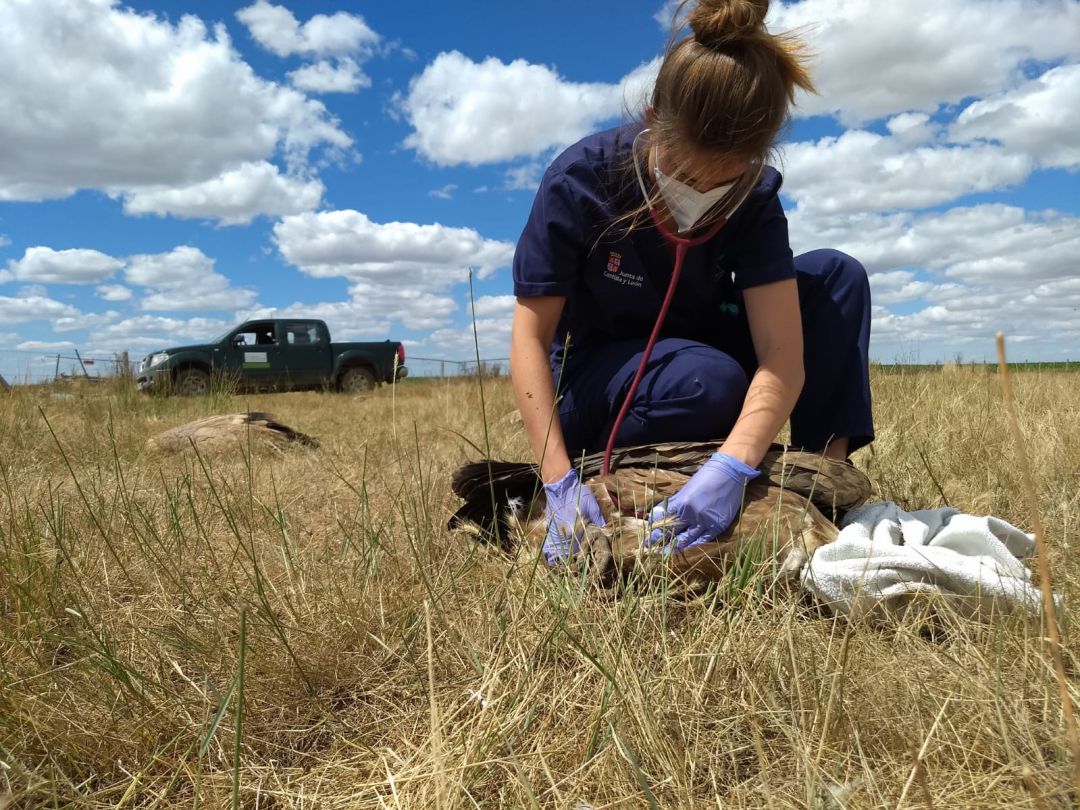 Una veterinaria realiza los trabajos pertinentes con los animales Una veterinaria realiza los trabajos pertinentes con los animales