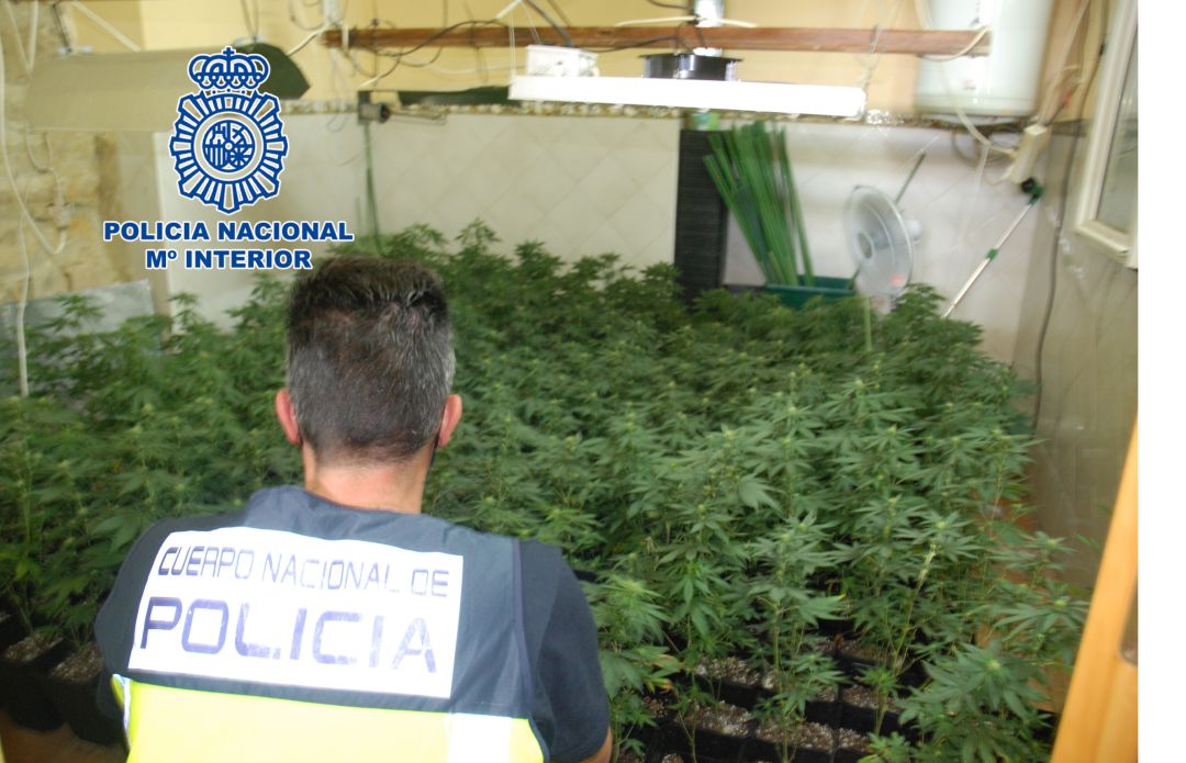 Los agentes encontraron en el domicilio registrado una plantación indoor de cannabis Los agentes encontraron en el domicilio registrado una plantación indoor de cannabis