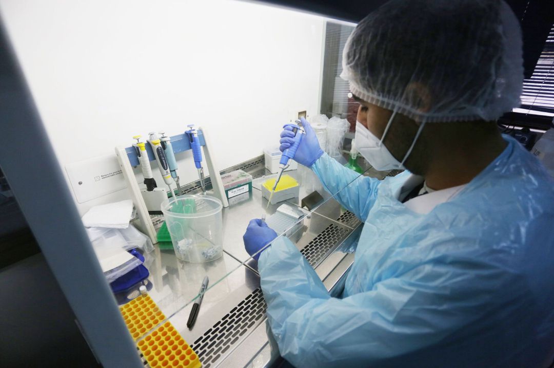 Científicos trabajan con muestras PCR para detectar coronavirus. Científicos trabajan con muestras PCR para detectar coronavirus.