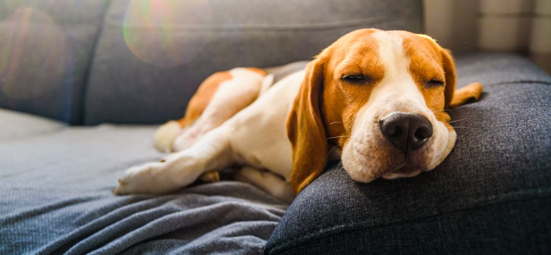 Un grupo de científicos sometió a pruebas a perros para conocer su actividad cerebral mientras dormían Un grupo de científicos sometió a pruebas a perros para conocer su actividad cerebral mientras dormían
