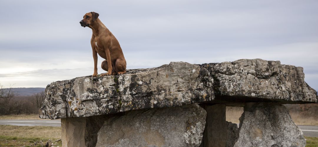 El perro está muy alejado del humano en la línea evolutiva. De hecho procede directamente del oso El perro está muy alejado del humano en la línea evolutiva. De hecho procede directamente del oso