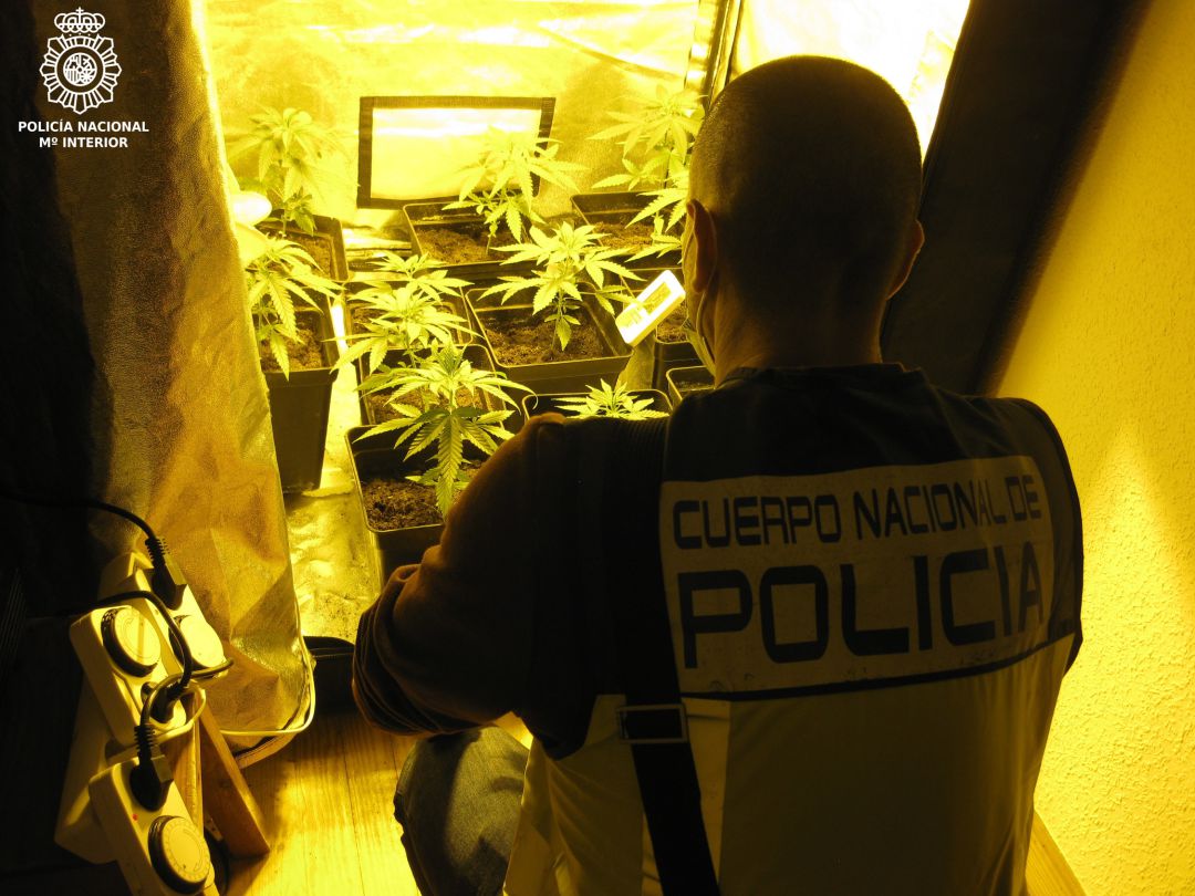 Algunas de las plantas de marihuana localizadas en la vivienda. Algunas de las plantas de marihuana localizadas en la vivienda.
