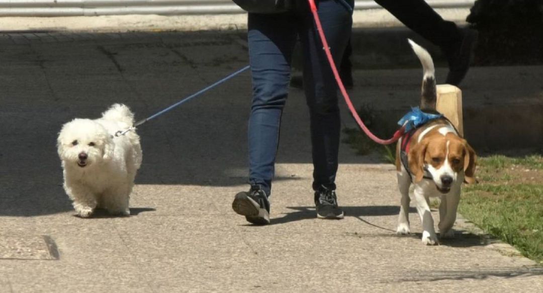 Perros por la calle Perros por la calle