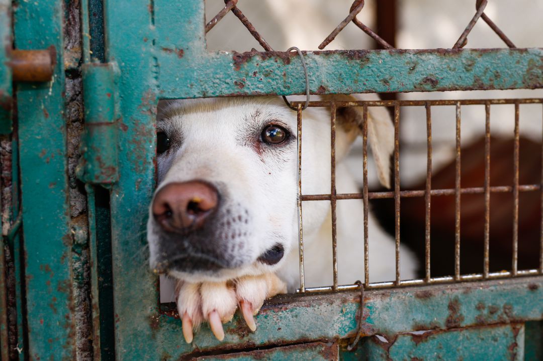 Crecen las adopciones y bajan los abandonos Crecen las adopciones y bajan los abandonos