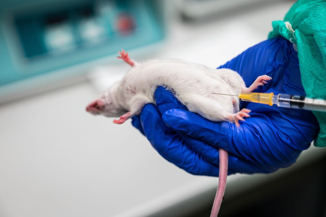 Un investigador muestra cómo realizar una inyección intraperitoneal a un ratón en la Instalación Animal del Centro de Investigaciones Biológicas Margarita Salas (CIB-CSIC) dentro de las investigaciones que se realizan en las vacunas contra la COVID. Un investigador muestra cómo realizar una inyección intraperitoneal a un ratón en la Instalación Animal del Centro de Investigaciones Biológicas Margarita Salas (CIB-CSIC) dentro de las investigaciones que se realizan en las vacunas contra la COVID.